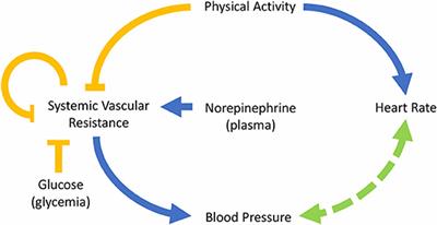 Circadian Rhythm of Blood Pressure of Dipper and Non-dipper Patients With Essential Hypertension: A Mathematical Modeling Approach